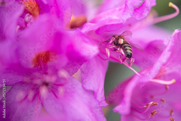 Fototapeta Komar or Kumar is the name of the Rhododendron plant (Rhododendron ponticum in Latin). A type of flower that bees use to make honey from its purple flowers. Rize Türkiye.