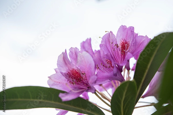 Fototapeta Komar or Kumar is the name of the Rhododendron plant (Rhododendron ponticum in Latin). A type of flower that bees use to make honey from its purple flowers. Rize Türkiye.