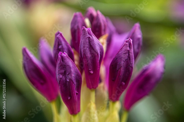 Fototapeta Komar or Kumar is the name of the Rhododendron plant (Rhododendron ponticum in Latin). A type of flower that bees use to make honey from its purple flowers. Rize Türkiye.