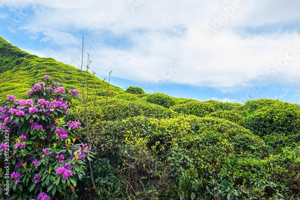 Fototapeta Komar or Kumar is the name of the Rhododendron plant (Rhododendron ponticum in Latin). A type of flower that bees use to make honey from its purple flowers. Rize Türkiye.