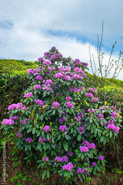 Fototapeta Komar or Kumar is the name of the Rhododendron plant (Rhododendron ponticum in Latin). A type of flower that bees use to make honey from its purple flowers. Rize Türkiye.
