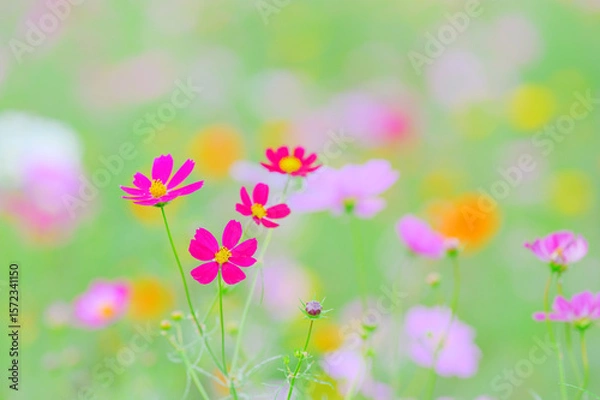 Obraz 色とりどりのコスモスと柔らかな光
