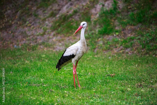 Obraz white stork in the grass