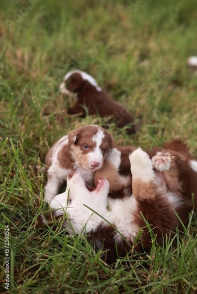 Obraz Group of puppies playing in a grassy field