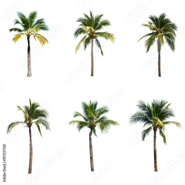 Obraz Coconut tree on white background 
