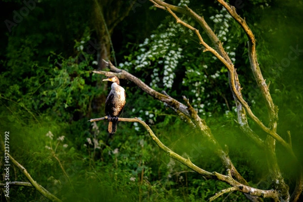 Fototapeta A cormorant in the wild