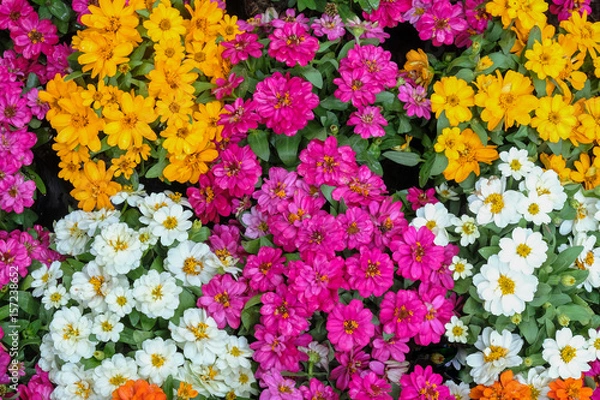 Obraz Colorful zinnia flower and green leaves in nature