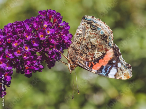 Fototapeta A side on shot of a Red Admiral butterfly on a Buddleia (AKA Butterfly Bush)