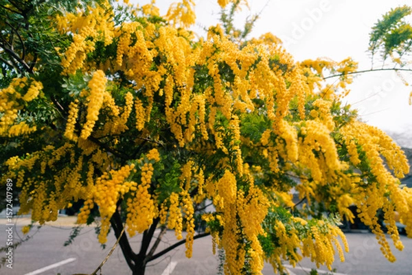 Obraz Laburnum anagyroides Cytisus laburnum, the common laburnum, golden chain or golden rain