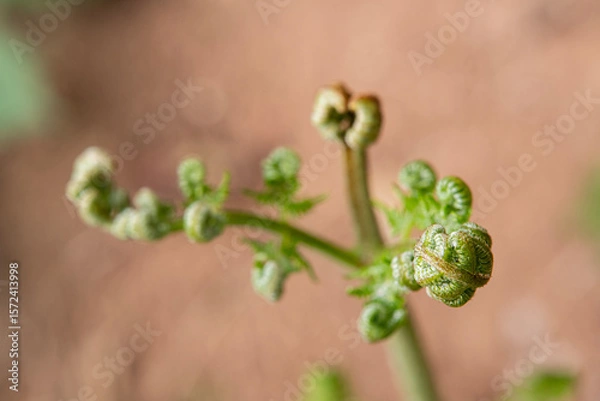 Fototapeta A sprouted fern. A fern that has just begun to bloom in spring.
