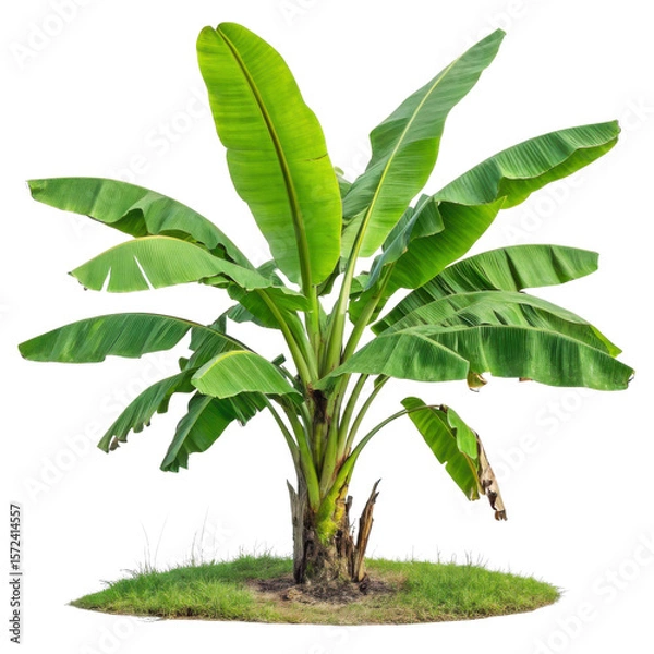 Fototapeta A lush green banana plant with large leaves isolated on transparent background