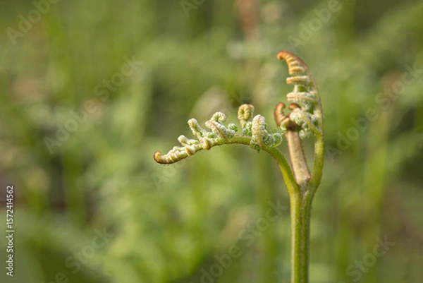 Fototapeta A sprouted fern. A fern that has just begun to bloom in spring.
