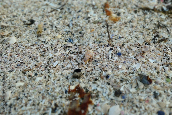 Fototapeta Close-up of a shell beach
