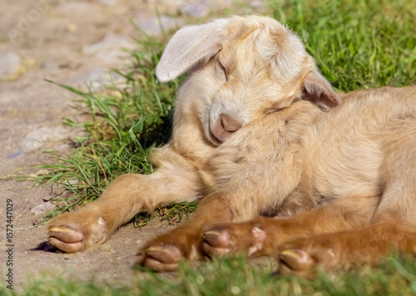 Obraz Sleepy baby cashmere goat lying on grass