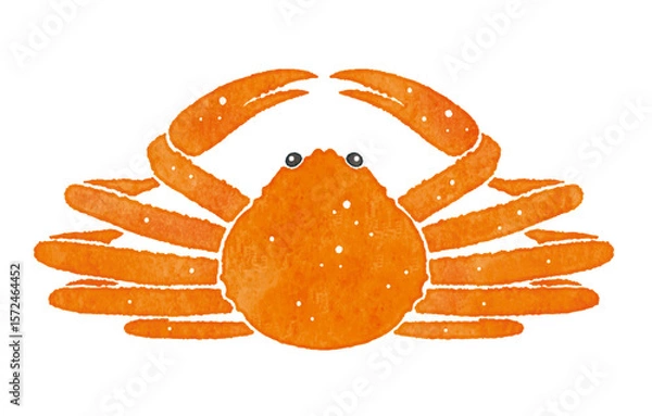 Obraz 美味しそうな蟹　カニ　ズワイガニ