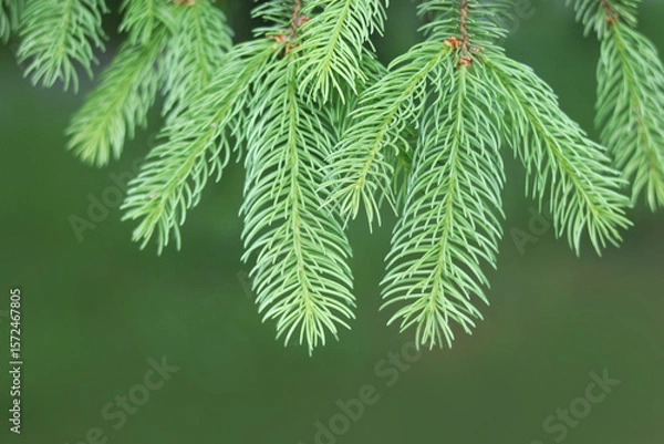 Fototapeta Close-up view of spruce branches with green needles, evergreen forest plant, nature texture.