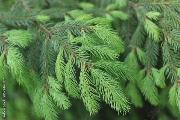 Fototapeta Fresh spruce tree branches with green needles, natural conifer close-up, blurred forest background.