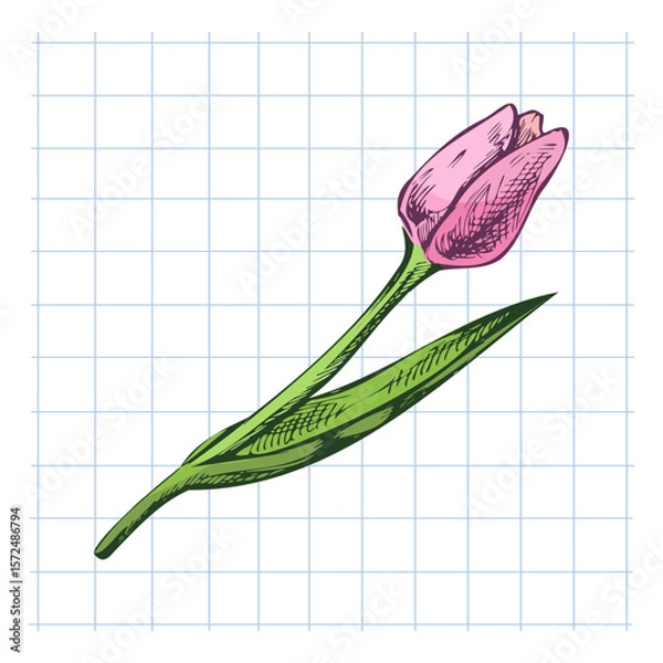 Fototapeta Hand drawn vintage sketch of single pink tulip flower with green leaves on squared paper background in color
