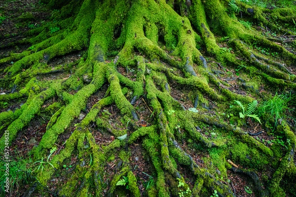 Fototapeta An intricate web of exposed tree roots, covered in fresh green moss, creates a striking natural pattern on the forest floor. Horizontal