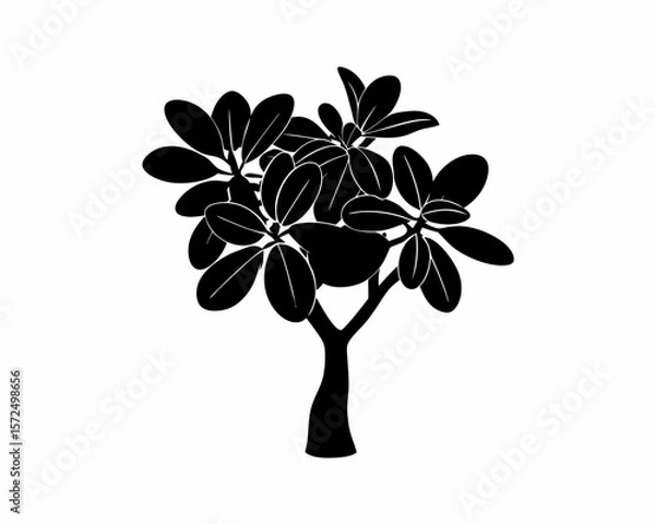 Obraz creative Silhouette simple Jade Plant (Crassula ovata) Vector Illustration 