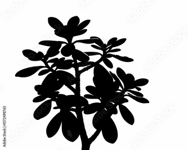 Fototapeta creative Silhouette simple Jade Plant (Crassula ovata) Vector Illustration 