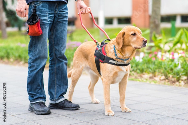 Obraz Guide dog is helping a blind man