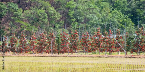 Fototapeta Beautiful apple trees and natural scenery with the hard work of farmers to harvest delicious apples - 맛있는 사과를 수확하기 위한 농부의 고된 정성이 깃든 아름다운 사과나무와 자연 풍경
