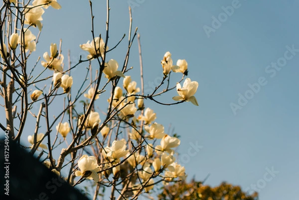 Obraz yellow magnolia in full bloom in japanese spring