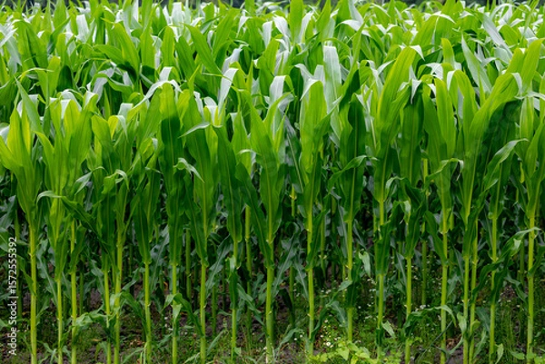 Obraz Landscape nature view of young corn trees in the field with green leaves, Full grown maize plants in plantation on countryside, Agriculture industry in Netherlands.