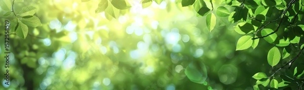 Obraz Sunlight filtering through lush green foliage creating a tranquil atmosphere