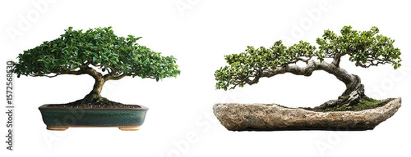 Obraz Set of beautifully pruned bonsai tree isolated on transparent background. PNG