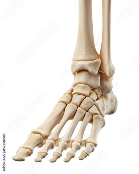 Obraz Human feet skeleton on white background 