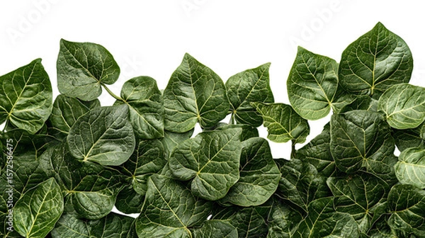 Obraz Lush green leaves form a vibrant natural border on a transparent background. PNG