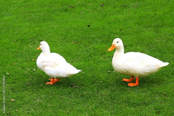 Fototapeta A family of fluffy Peking white ducks walk on green lawn in spring, summer. Ducklings, meat duck, poultry on farm in village.