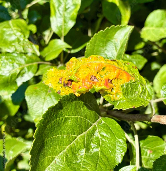Obraz An apple leaf affected by gall mite, with characteristic swellings and discoloration.