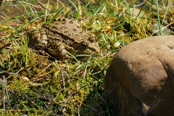 Fototapeta Camouflaged Frog Rana ridibunda (pelophylax ridibundus) resting on bed of moss and grass, blending seamlessly with its natural surroundings near rock