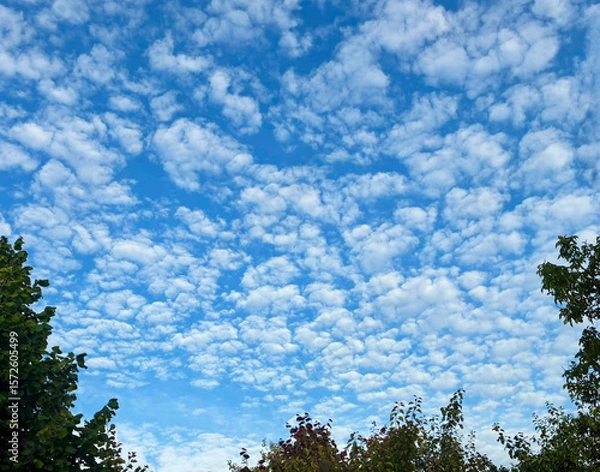 Obraz High blue sky, rippled with cirrocumulus clouds, through the gaps of which silhouettes of trees can be seen.