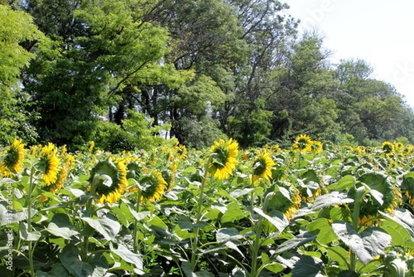 Obraz Blooming sunflowers