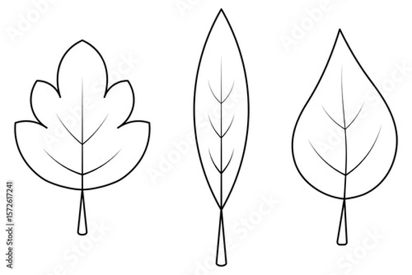 Fototapeta Set of tree leaves with veins. Sketch. Pointed leaf, maple leaf, poplar leaf. Vector illustration. Outline on isolated white background. Doodle style. Coloring book for children. Idea for web design.