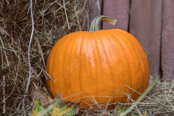 Obraz Large Autumn orange fresh Ripe farm pumpkin on hay bales. Fall pumpkins for halloween preparation and thanksgiving. Close-up