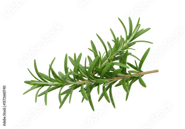 Obraz Isolated Fresh Rosemary Sprig