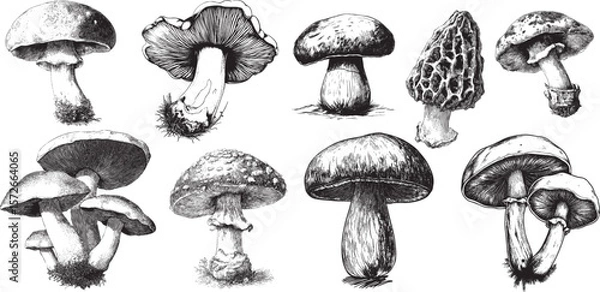 Obraz Vintage Mushroom Engraving Collection in Retro Botanical Style, perfect for Autumn Decor, Natural Packaging, and Cottagecore Design Projects.