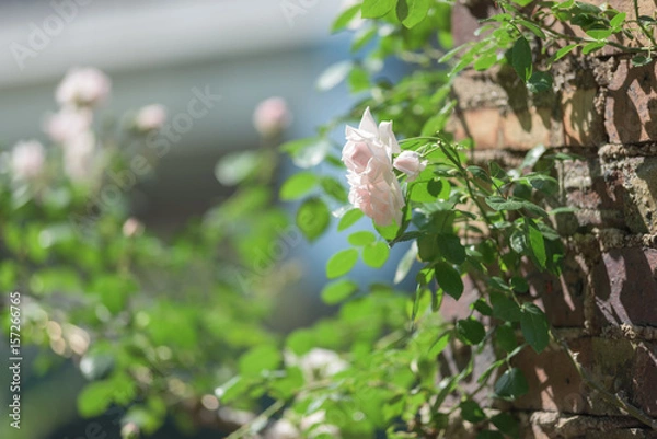 Obraz 中之島バラ園