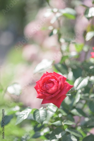 Obraz 中之島バラ園