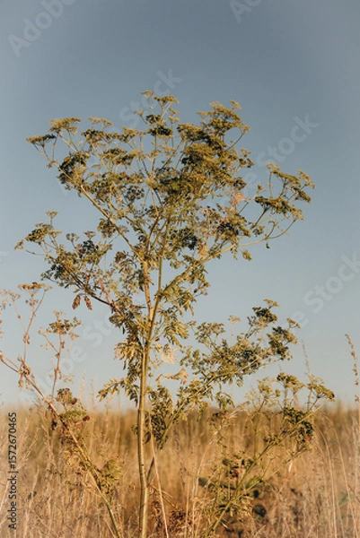 Obraz dead tree in the desert