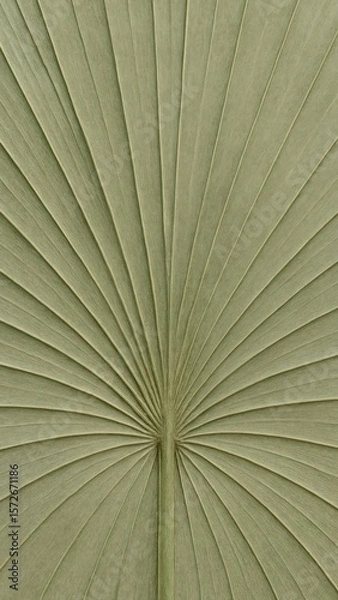 Fototapeta Textured palm leaf pattern