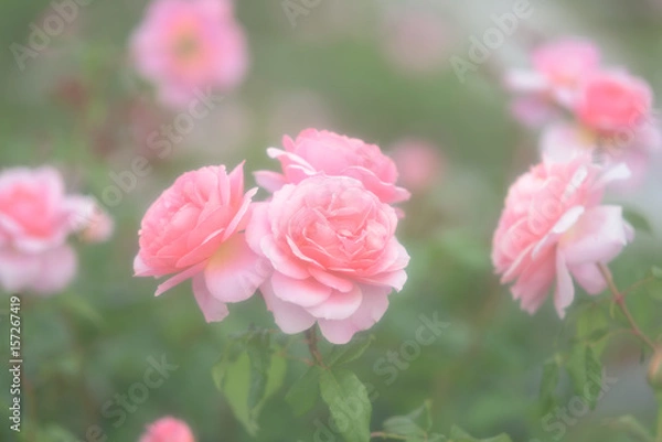 Obraz 中之島バラ園 