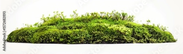 Obraz Lush greenery of natural moss hill creating a miniature landscape on white