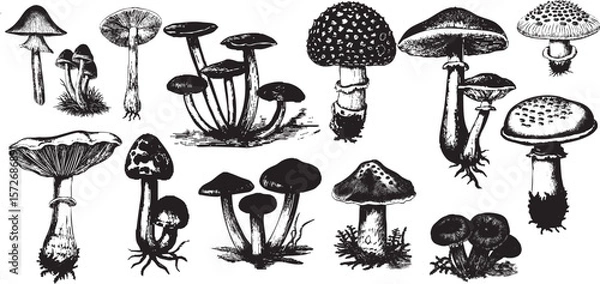 Obraz Vintage Engraving Mushroom Collection with Amanita, Honey Fungus, Russula — perfect for Autumn, Rustic Decor, and Nature Crafts.