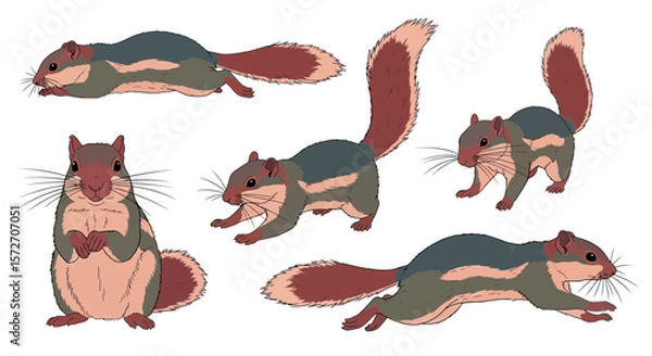 Fototapeta Indian Giant Squirrel in different poses showing playful expressions  